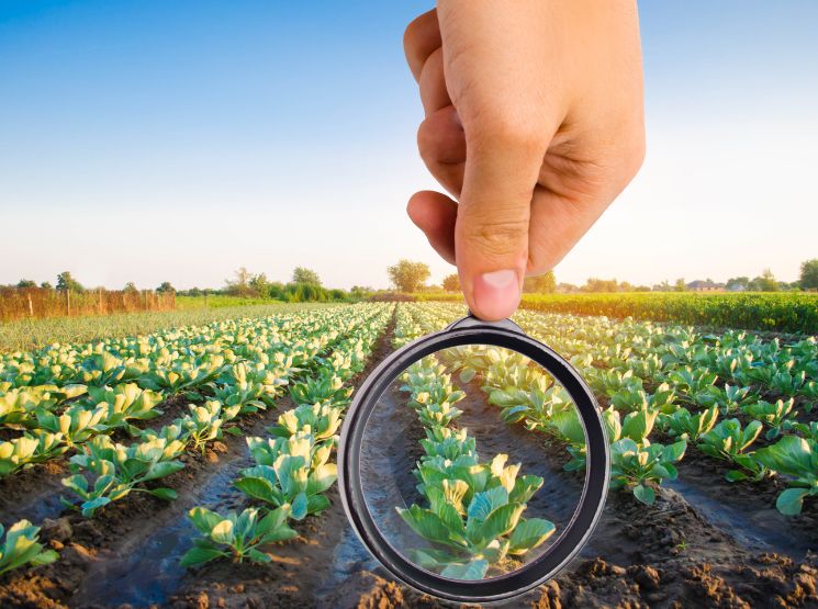 lupa nas mangueiras para o setor agrícola