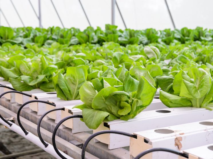 mangueiras para o setor agrícola em estufa